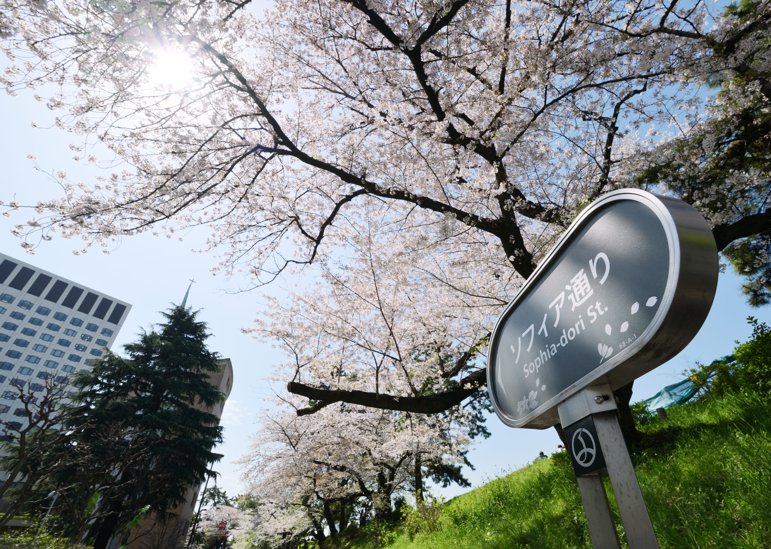 上智大学生が植えた土手の桜｜上智大学